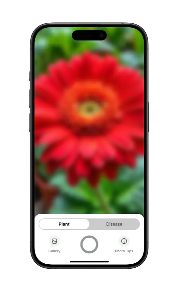 Plant Identification